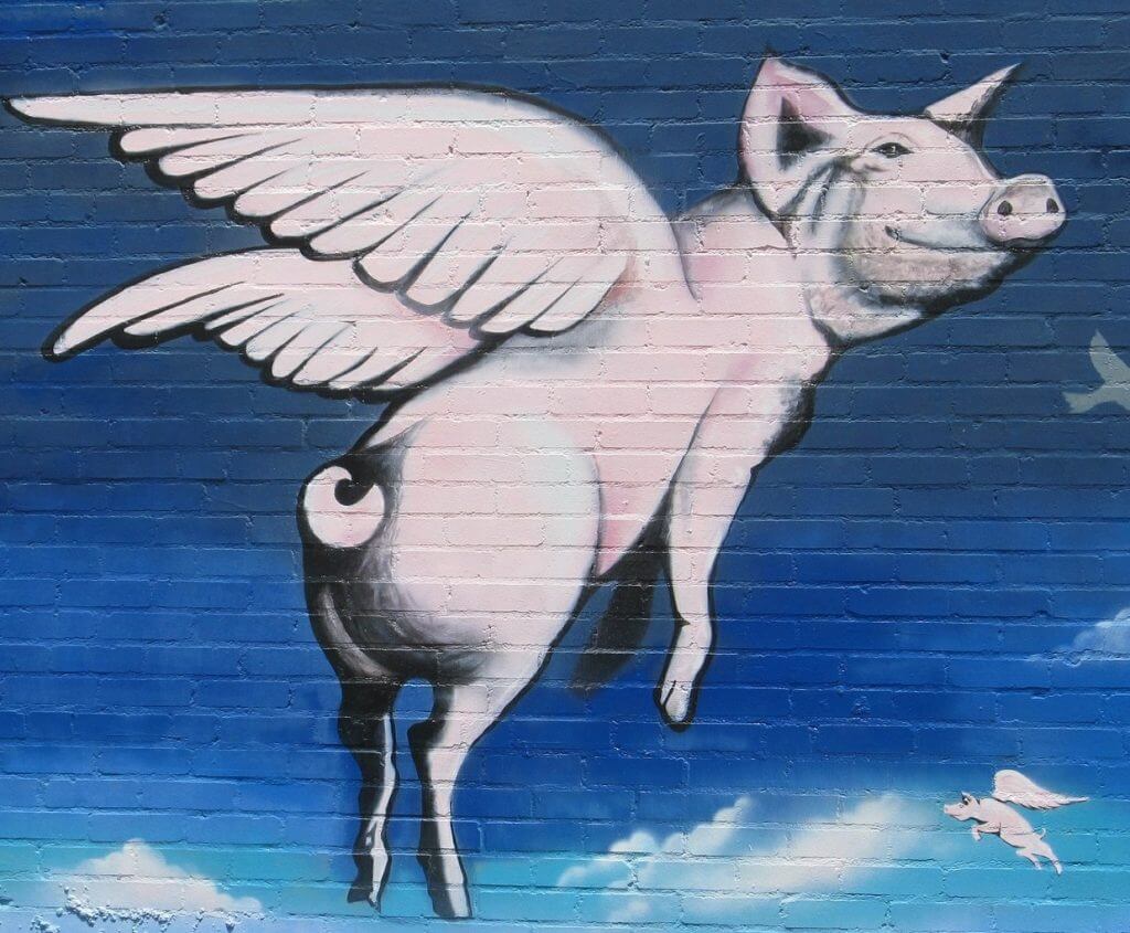 Flying pig